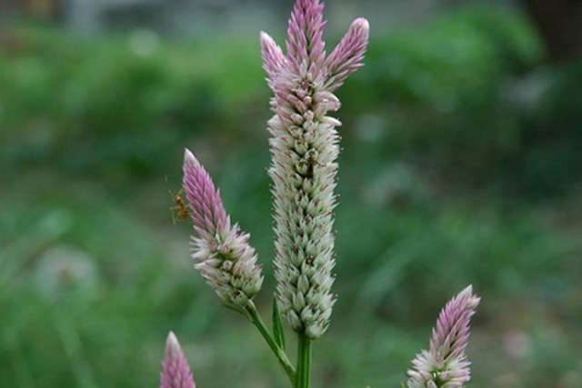 Cây hoa mào gà trắng chữa bệnh gì?